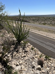Hamatocactus hamatacanthus