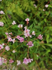 Persicaria hastatosagittata