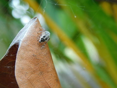 Hyllus diardi