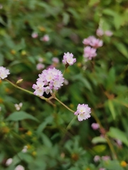 Persicaria hastatosagittata