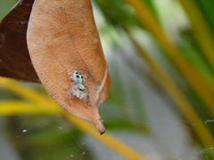 Hyllus diardi