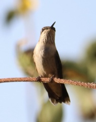 Archilochus alexandri