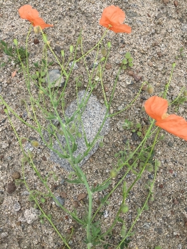 Image of Papaver armeniacum by (c) Andre Hosper, some rights reserved (CC BY)