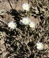 Delosperma litorale