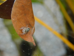 Hyllus diardi
