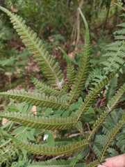 Pteris fauriei