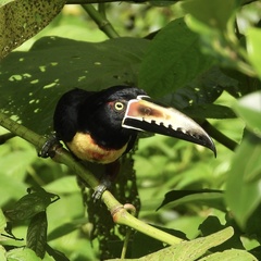 Pteroglossus torquatus