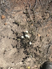 Delosperma litorale