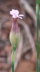 Petrorhagia nanteuilii