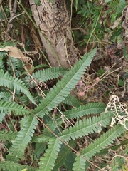 Pteris fauriei