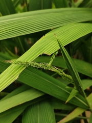 Setaria palmifolia