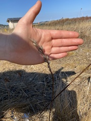Castilleja levisecta