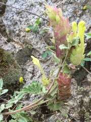 Scutellaria orientalis