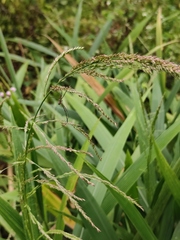 Setaria palmifolia