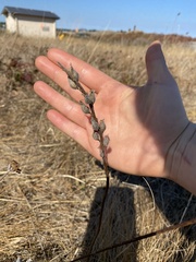 Castilleja levisecta