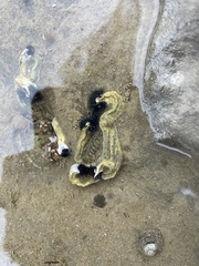 Spirobranchus cariniferus