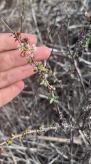 Eriogonum parvifolium