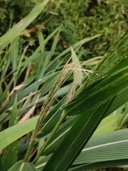 Setaria palmifolia