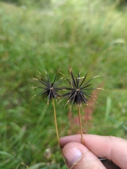 Bidens pilosa