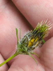 Bidens pilosa