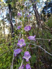 Penstemon campanulatus
