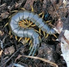 Scolopendra viridis