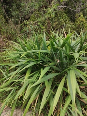 Setaria palmifolia