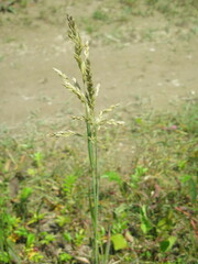 Poa eminens