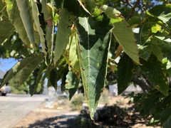 Castanea sativa