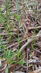 Petrorhagia nanteuilii