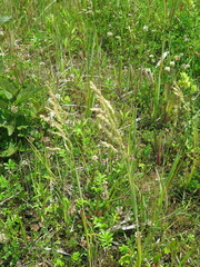 Poa eminens
