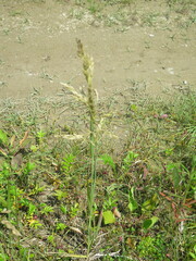Poa eminens