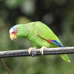 Amazona albifrons