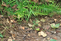 Cyclosorus interruptus