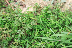 Agrimonia pilosa