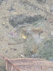 Macrobrachium latidactylus