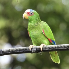 Amazona albifrons