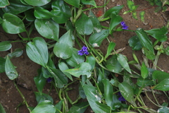 Pontederia vaginalis