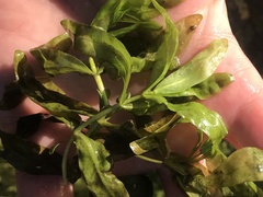 Veronica anagallis-aquatica