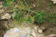 Cyperus iria