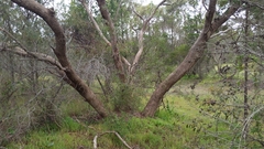 Eucalyptus porosa
