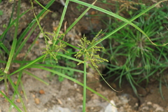Cyperus iria