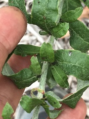 Eriogonum multiflorum