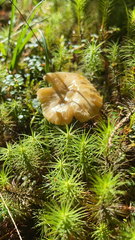 Craterellus tubaeformis