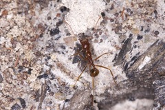 Aphaenogaster longiceps