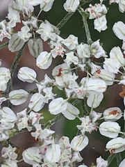 Eriogonum multiflorum