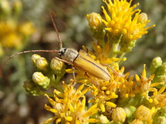 Crossidius suturalis