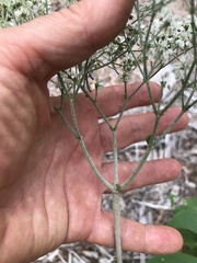Eriogonum multiflorum