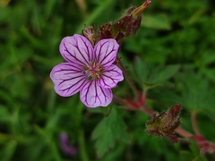 Geranium seemannii