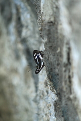 Limenitis sulpitia